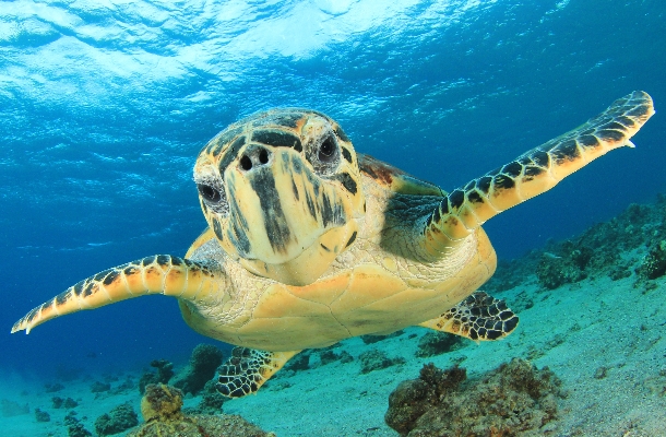 馬爾地夫 海龜